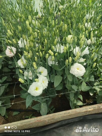 Цветы Эустома оптом и в розницу