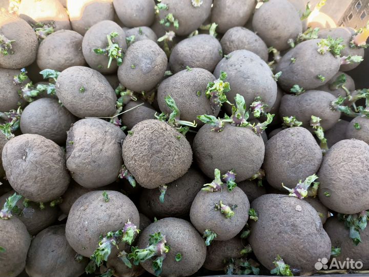 Семенной картофель,рассада перца,томатов