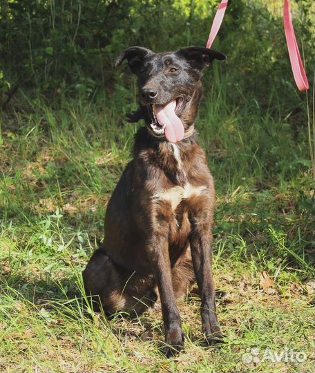 Джони в добрые руки