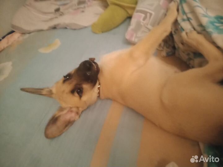 Щенок девочка Челси 3 месяца