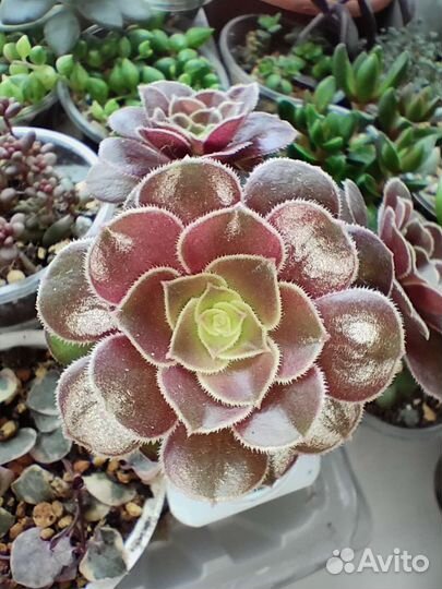 Суккуленты- полный список