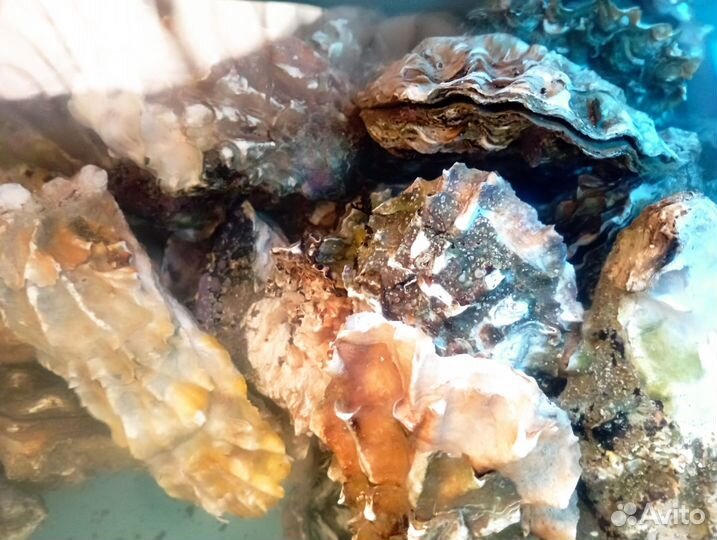 Устрицы живые