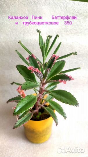 Каланхоэ Батерфляй Крассулы Перфората