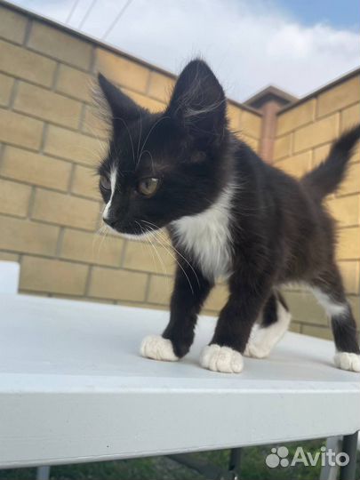 Черный котенок бесплатно