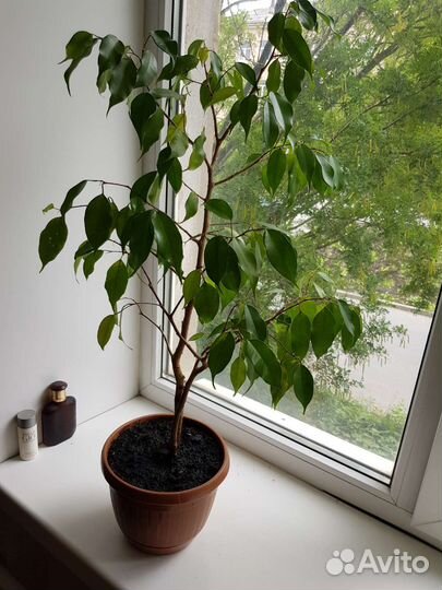 Фикус бенджамина