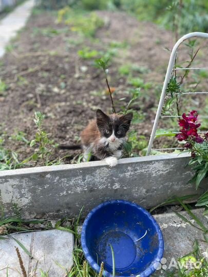 Кошка мальчики