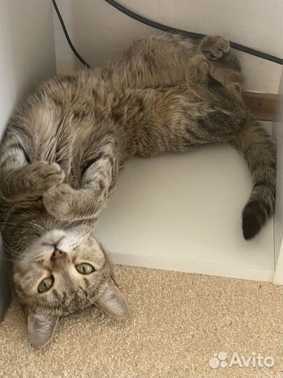 Котик в добрые руки