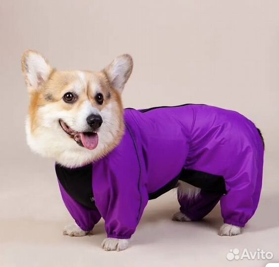 Комбинезон дождевик для корги / таксы