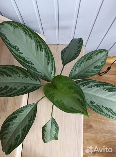 Аглоанема Сильвер бей