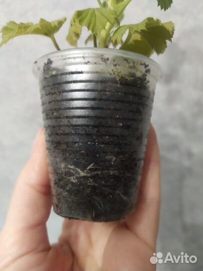 Королевская пеларгония