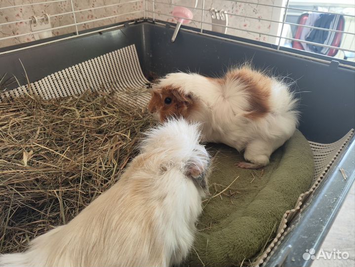 Морские свинки с клеткой