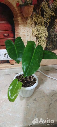 Филодендрон, сингониум, аихризон