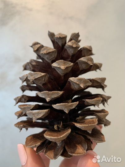 Шишка сосны Жеффрея