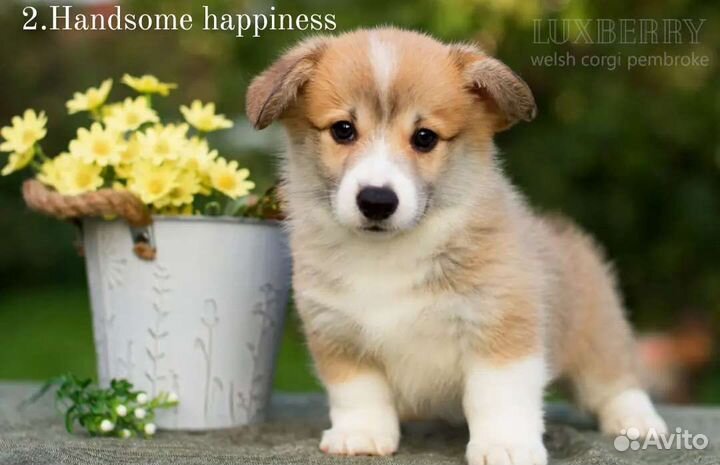 Щенки Вельш Корги Пемброк