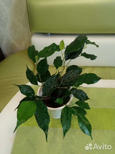 Фикус Бенджамина