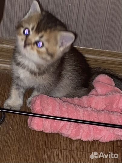 Британские котята