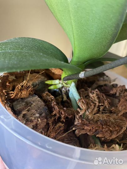 Орхидея фаленопсис sogo vivienne