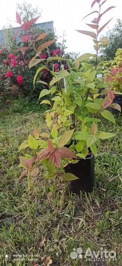 Спирея Голдфлейд