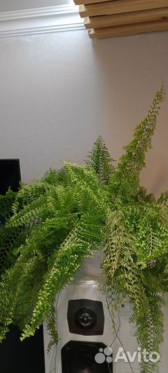 Папоротник комнатный