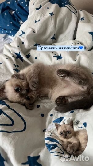 Шотладские котята