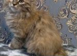 Сибирский котенок
