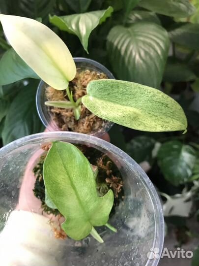 Филодендрон Florida ghost