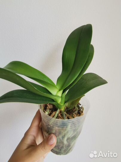 Орхидея фаленопсис Монро не цветущие