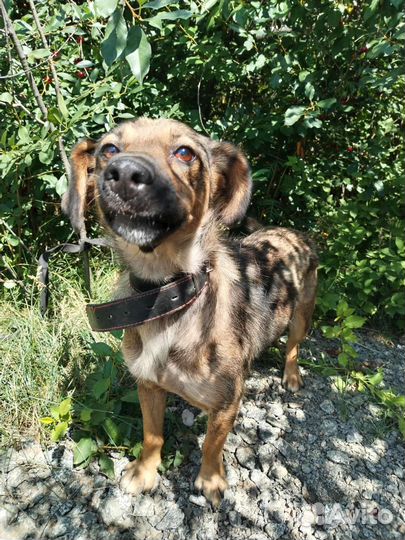 Собака в добрые руки