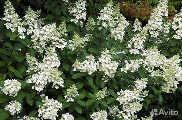 Кустарники