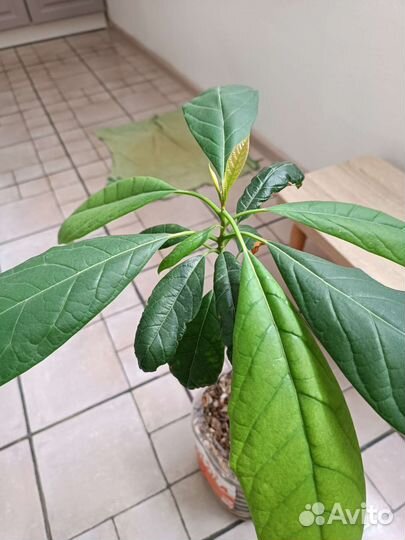 Деревце авокадо