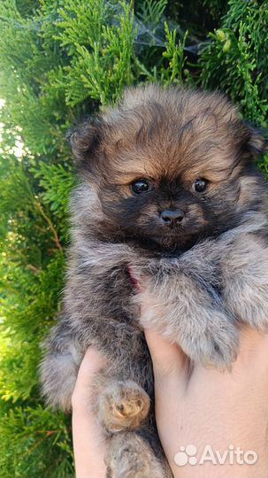 Померанский шпиц