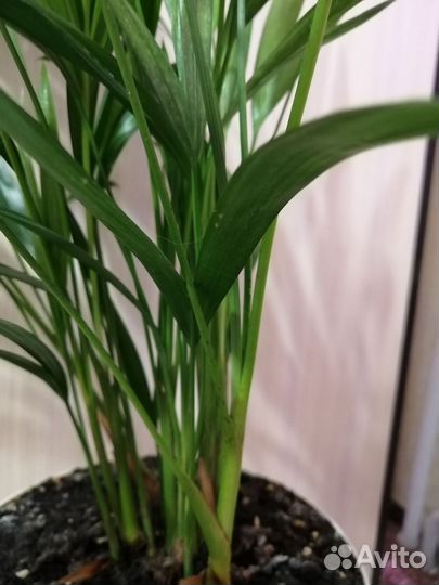 Пальма хризолидокарпус - арека