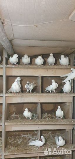 Голуби гривуны