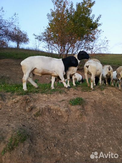 Баранчики дорпер