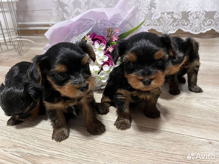 Йоркширский терьер