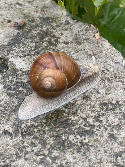 Улитки виноградные