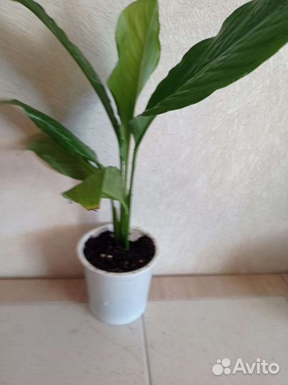 Спатифиллум