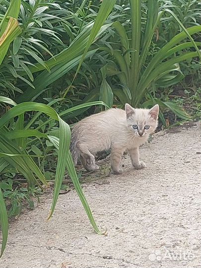 Кошечка в добрые руки