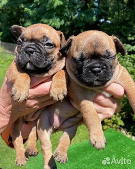 Французский бульдог щенки РКФ