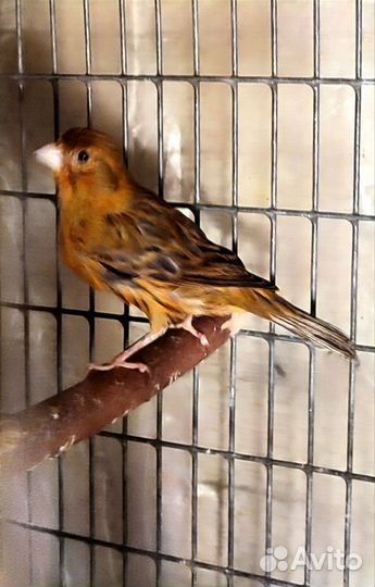 Канарейка, кенар