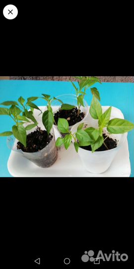 Рассада помидор и перца