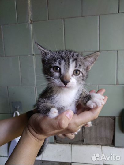 Котик 4 мес ищет дом