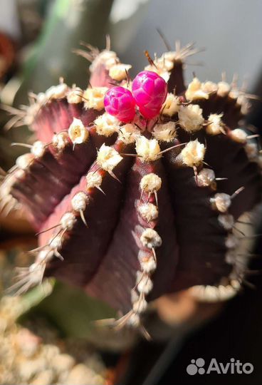 Кактус гимнокалициум Михановича вариегатный