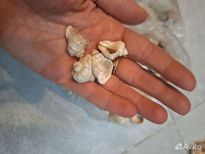 Ракушки, рапаны около 5 кг