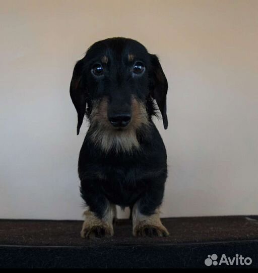 Такса миниатюрная жесткошëрстная