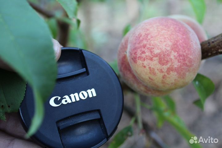 Саженцы персика ранний районированный