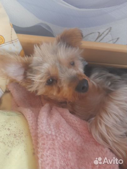 Йоркширский терьер