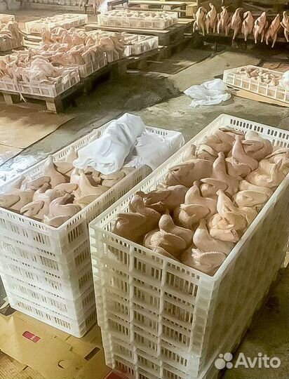 Мясо курицы