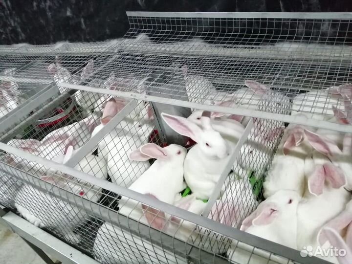 Кролики Hycole для разведения потомства