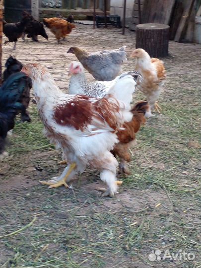 Куры молодки
